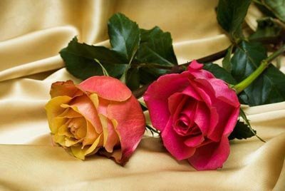 no renuncies al amor