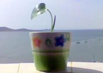 plantamagica