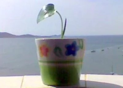 plantamagica