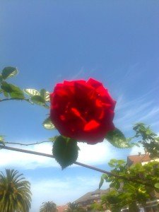 Nueve rosas. Por Juan A. Galisteo Luque