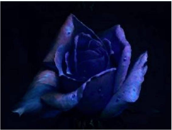 VRR-blue-rose