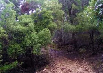 sendero-RafaelBorras