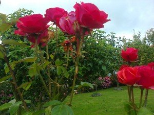 Rosas de jardín