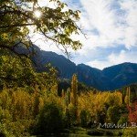 Bosque de los árboles secretos.