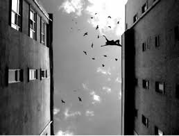 gorriones.La broma de la vida