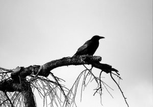 El árbol y el pájaro. Por Aleqs Garrigóz