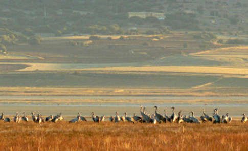 Las grullas de Gallocanta