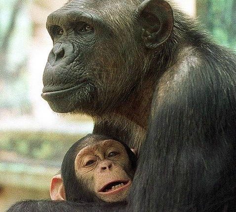 La madre chimpancé.