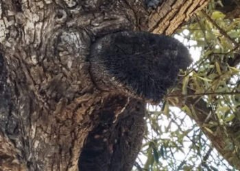 el espíritu del olivar