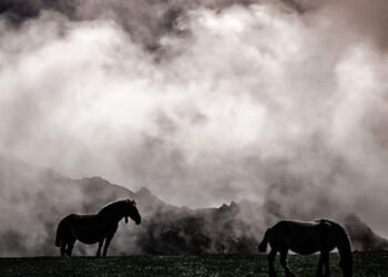 Caballos en la niebla