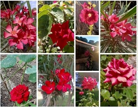 Flores de Granada por Usue Mendaza