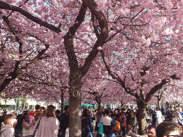 Sakura, Jardín del Rey (Estocolmo)