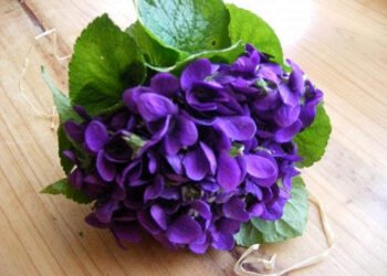 violetas