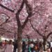 Sakura, Jardín del Rey (Estocolmo)