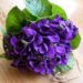 violetas
