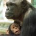 La madre chimpancé.